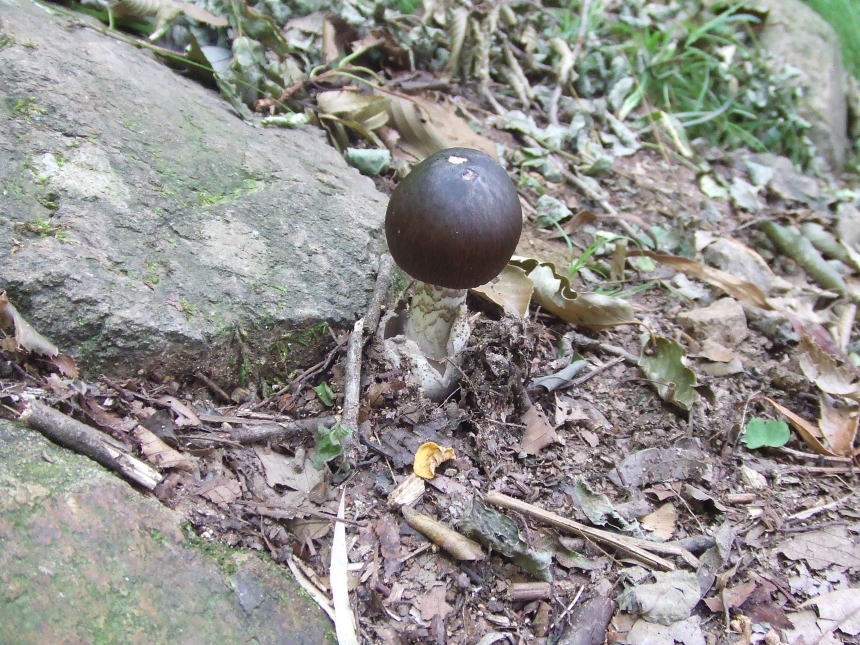 下山早々に見つけたキノコ