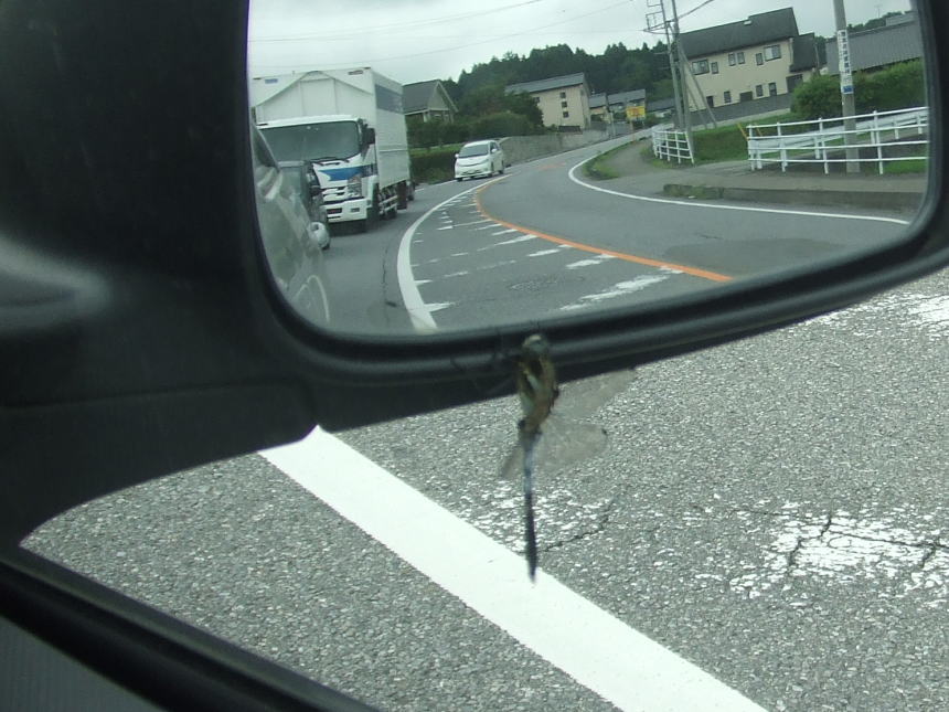 止まった直後のトンボ