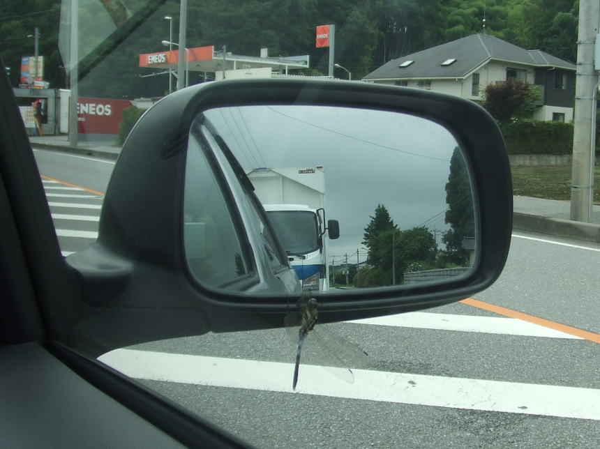 飛び立つ直前のトンボ