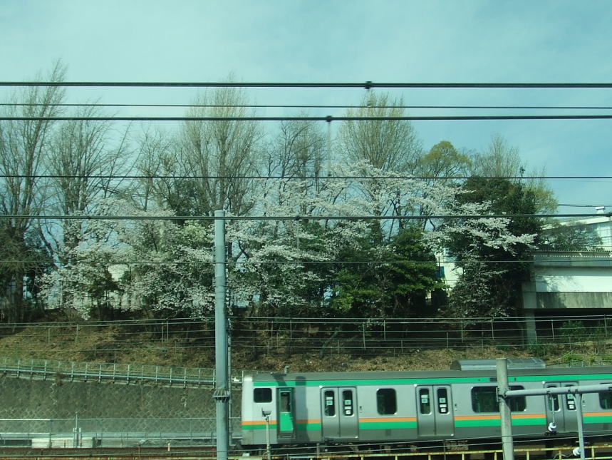 日暮里~上野間の桜